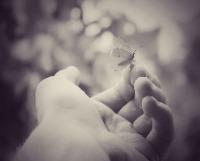 lonely_fox