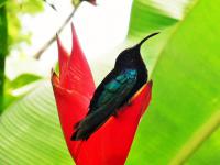 Petit Colibri