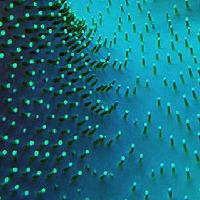 Alexandre Alexa