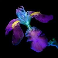 Ultraviolet