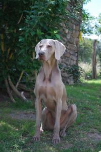 brunototi
