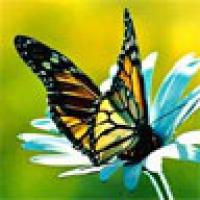 Papillon3089