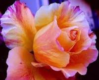 Joline