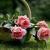 ami_des_vers