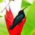 Petit Colibri
