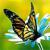 Papillon3089