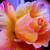 Joline